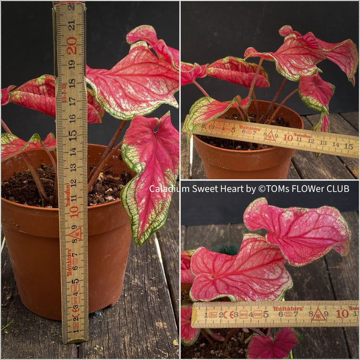 Caladium Sweet Heart, organically grown tropical caladium plants for sale at TOMs FLOWer CLUB.