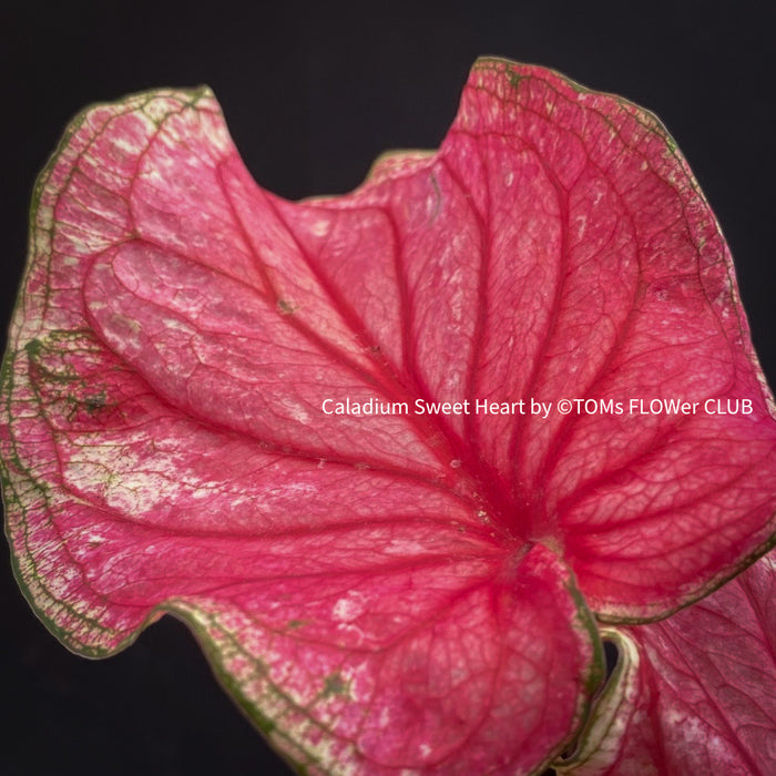 Caladium Sweet Heart, organically grown tropical caladium plants for sale at TOMs FLOWer CLUB.
