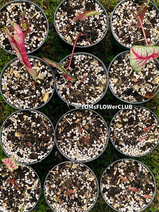 Caladium White Queen, organically grown tropical caladium plants for sale at TOMs FLOWer CLUB.