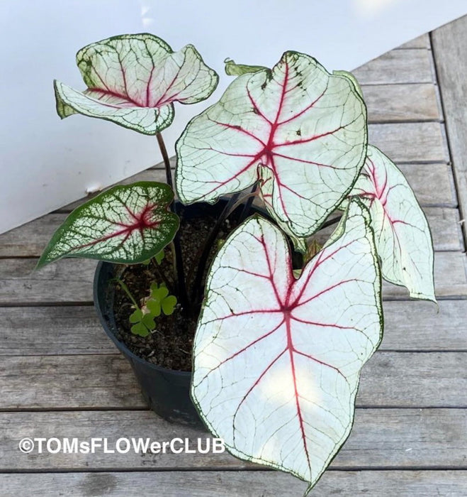 Caladium White Queen, organically grown tropical caladium plants for sale at TOMs FLOWer CLUB.