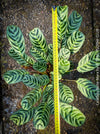 Calathea Burle-Marx, organically grown tropical plants for sale at TOMs FLOWer CLUB