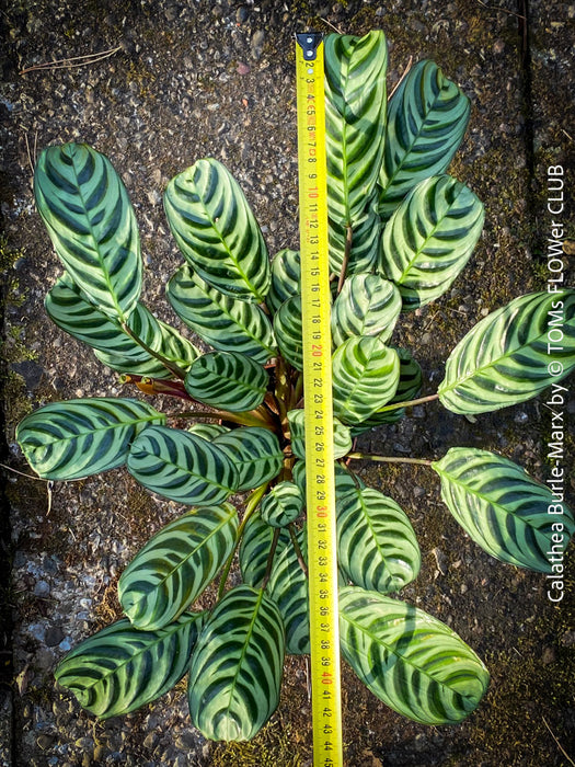 Calathea Burle-Marx, organically grown tropical plants for sale at TOMs FLOWer CLUB