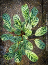 Calathea Burle-Marx, organically grown tropical plants for sale at TOMs FLOWer CLUB