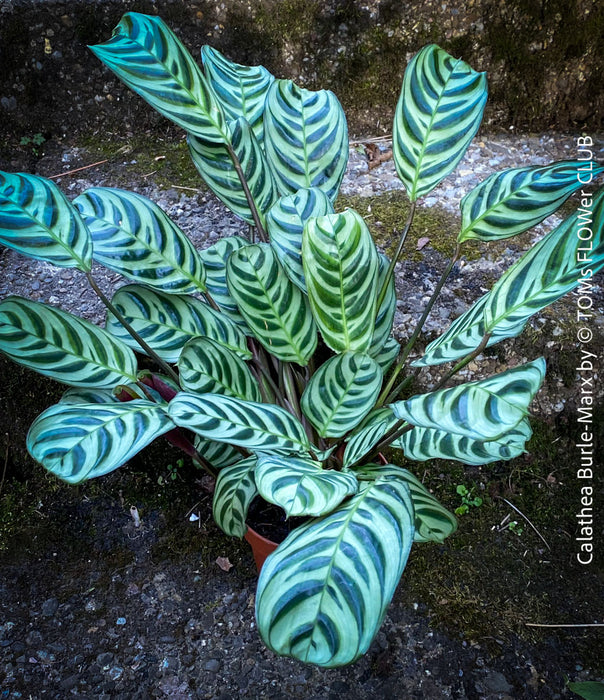 Calathea Burle-Marx, organically grown tropical plants for sale at TOMs FLOWer CLUB