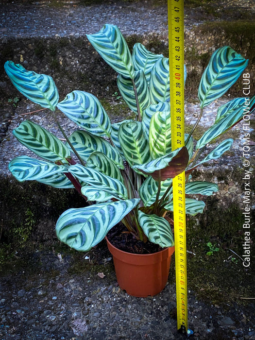 Calathea Burle-Marx, organically grown tropical plants for sale at TOMs FLOWer CLUB