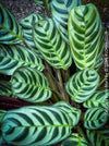 Calathea Burle-Marx, organically grown tropical plants for sale at TOMs FLOWer CLUB