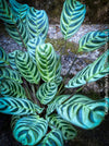 Calathea Burle-Marx, organically grown tropical plants for sale at TOMs FLOWer CLUB