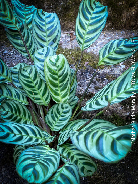 Calathea Burle-Marx, organically grown tropical plants for sale at TOMs FLOWer CLUB