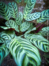 Calathea Burle-Marx, organically grown tropical plants for sale at TOMs FLOWer CLUB