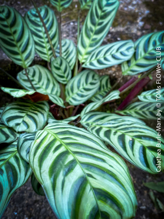 Calathea Burle-Marx, organically grown tropical plants for sale at TOMs FLOWer CLUB