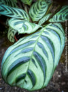 Calathea Burle-Marx, organically grown tropical plants for sale at TOMs FLOWer CLUB