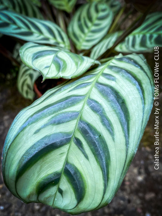 Calathea Burle-Marx, organically grown tropical plants for sale at TOMs FLOWer CLUB