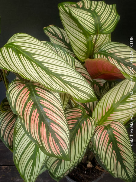 Calathea majestica 'White Star' with elegant white-striped foliage cultivated at TOMs FLOWer CLUB.