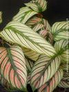 Leaf detail of Calathea majestica 'White Star' with elegant white-striped foliage cultivated at TOMs FLOWer CLUB.