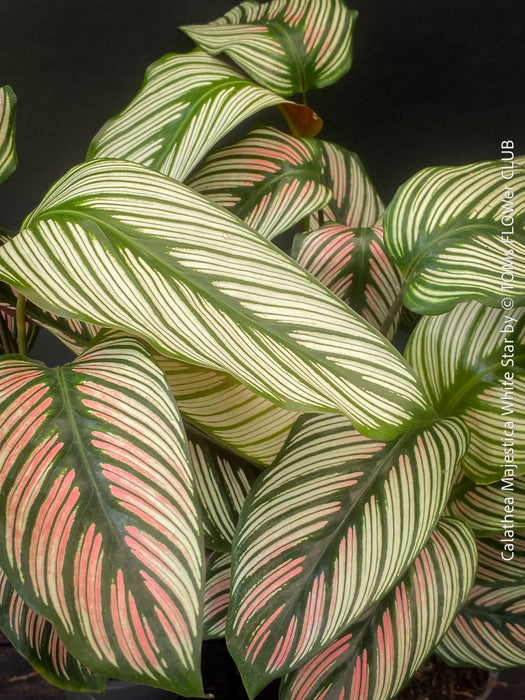 Leaf detail of Calathea majestica 'White Star' with elegant white-striped foliage cultivated at TOMs FLOWer CLUB.
