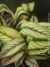 Stunning leaves of Calathea majestica 'White Star' with elegant white-striped foliage cultivated at TOMs FLOWer CLUB.