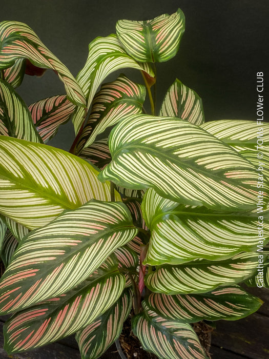 Stunning leaves of Calathea majestica 'White Star' with elegant white-striped foliage cultivated at TOMs FLOWer CLUB.