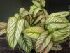 Tropical foliage plant Calathea 'White Star' with cream and pink leaf variegation.