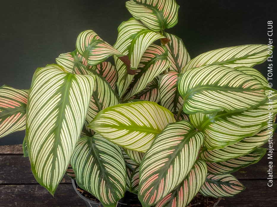 Tropical foliage plant Calathea 'White Star' with cream and pink leaf variegation.