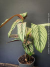 Tropical foliage plant Calathea 'White Star' with cream and pink leaf variegation.