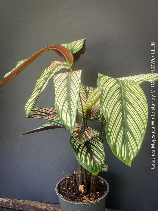 Tropical foliage plant Calathea 'White Star' with cream and pink leaf variegation.
