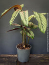 Calathea majestica 'White Star' with elegant white-striped foliage for sale at TOMs FLOWer CLUB.