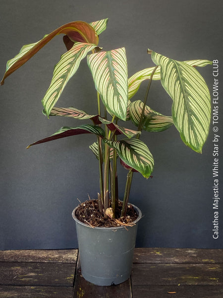 Calathea majestica 'White Star' with elegant white-striped foliage for sale at TOMs FLOWer CLUB.