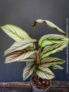 Tropical foliage plant Calathea 'White Star' with cream and pink leaf variegation.