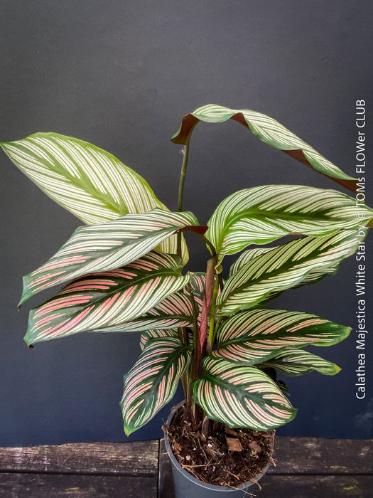 Tropical foliage plant Calathea 'White Star' with cream and pink leaf variegation.