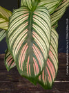 Calathea 'White Star' with cream and pink leaf variegation, for sale at TOMs FLOWer CLUB