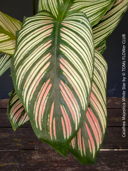 Calathea 'White Star' with cream and pink leaf variegation, for sale at TOMs FLOWer CLUB