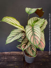 Tropical foliage plant Calathea 'White Star' with cream and pink leaf variegation.