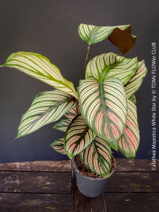 Tropical foliage plant Calathea 'White Star' with cream and pink leaf variegation.