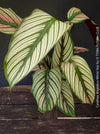 Tropical foliage plant Calathea 'White Star' with cream and pink leaf variegation.v