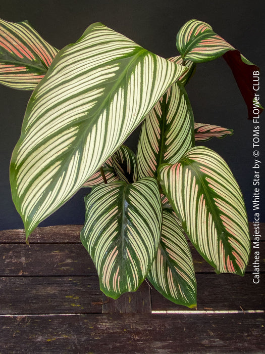 Tropical foliage plant Calathea 'White Star' with cream and pink leaf variegation.v