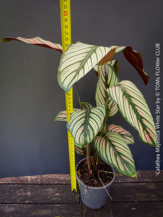 Tropical foliage plant Calathea 'White Star' with cream and pink leaf variegation.