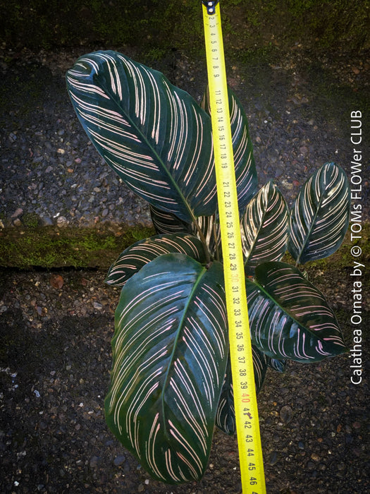 Calathea Ornata, prayer plant, organically grown tropical prayer plants with burgundy foliage for sale at TOMs FLOWer CLUB.