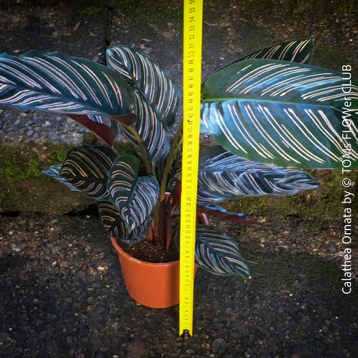 Calathea Ornata, prayer plant, organically grown tropical prayer plants with burgundy foliage for sale at TOMs FLOWer CLUB.