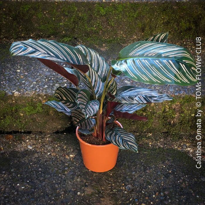 Calathea Ornata, prayer plant, organically grown tropical prayer plants with burgundy foliage for sale at TOMs FLOWer CLUB.