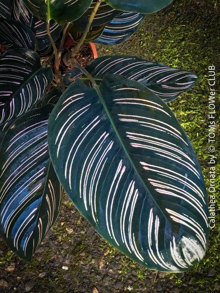Calathea Ornata, prayer plant, organically grown tropical prayer plants with burgundy foliage for sale at TOMs FLOWer CLUB.