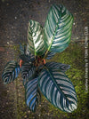 Calathea Ornata, prayer plant, organically grown tropical prayer plants with burgundy foliage for sale at TOMs FLOWer CLUB.