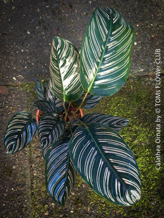Calathea Ornata, prayer plant, organically grown tropical prayer plants with burgundy foliage for sale at TOMs FLOWer CLUB.