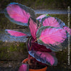 Calathea Roseopicta Crimson, prayer plant, organically grown tropical plants for sale at TOMs FLOWer CLUB.