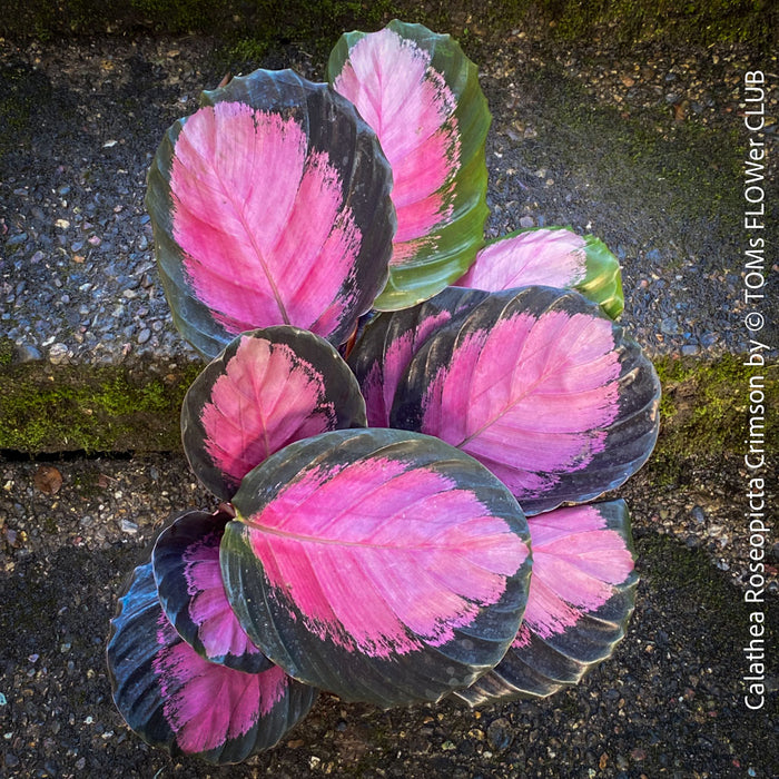 Calathea Roseopicta Crimson, prayer plant, organically grown tropical plants for sale at TOMs FLOWer CLUB.