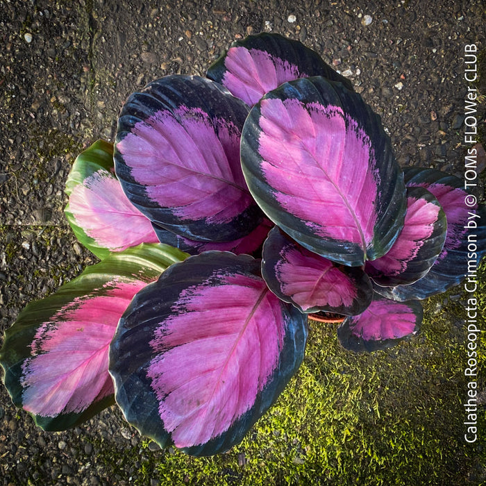 Calathea Ornata, prayer plant, organically grown tropical prayer plants with burgundy foliage for sale at TOMs FLOWer CLUB.