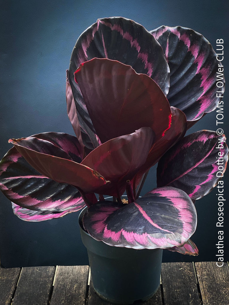 Calathea Roseopicta Dottie | organically grown tropical plants