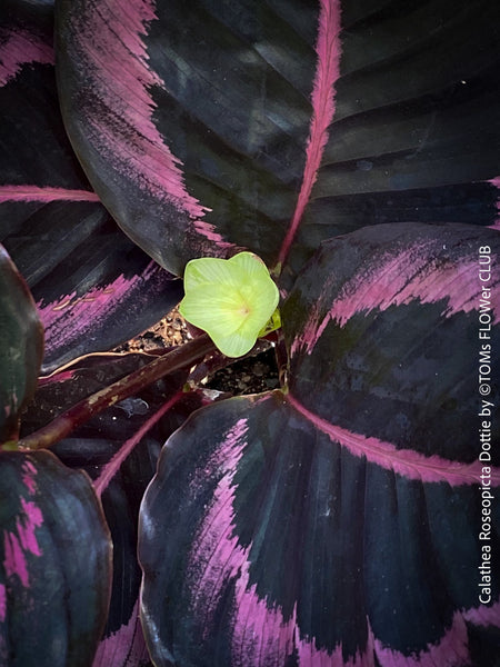 Calathea Roseopicta Dottie, organically grown tropical plants for sale at TOMs FLOWer CLUB.