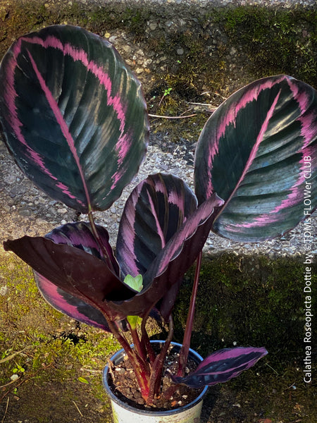 Calathea Roseopicta Dottie, organically grown tropical plants for sale at TOMs FLOWer CLUB.