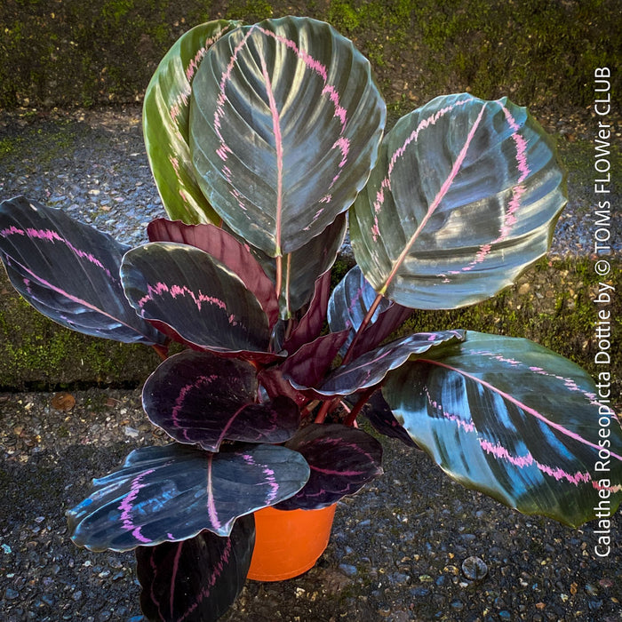 Calathea Roseopicta Dottie, organically grown tropical prayer plants for sale at TOMs FLOWer CLUB.