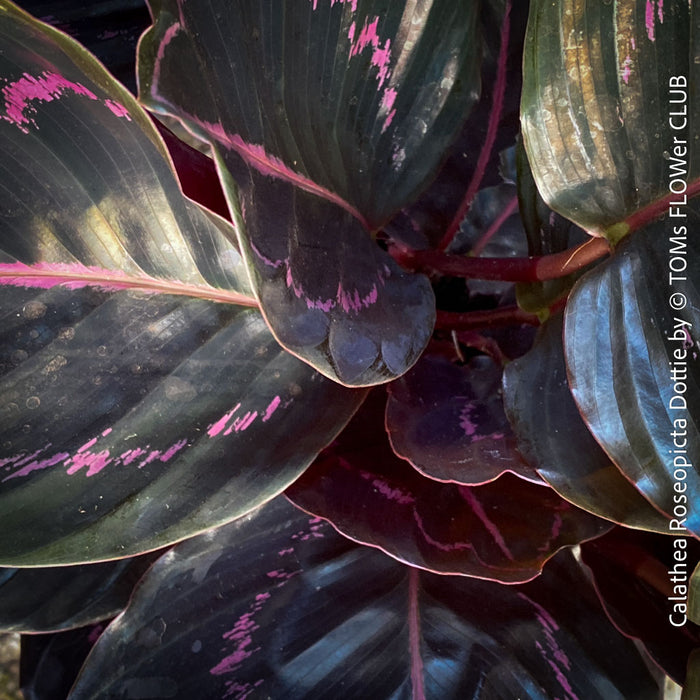 Calathea Roseopicta Dottie, organically grown tropical prayer plants for sale at TOMs FLOWer CLUB.